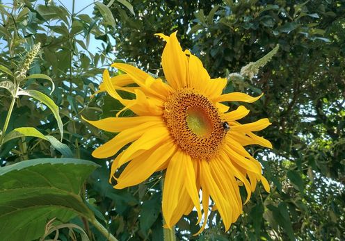 IMG_20180713_090933_HDR___serialized1